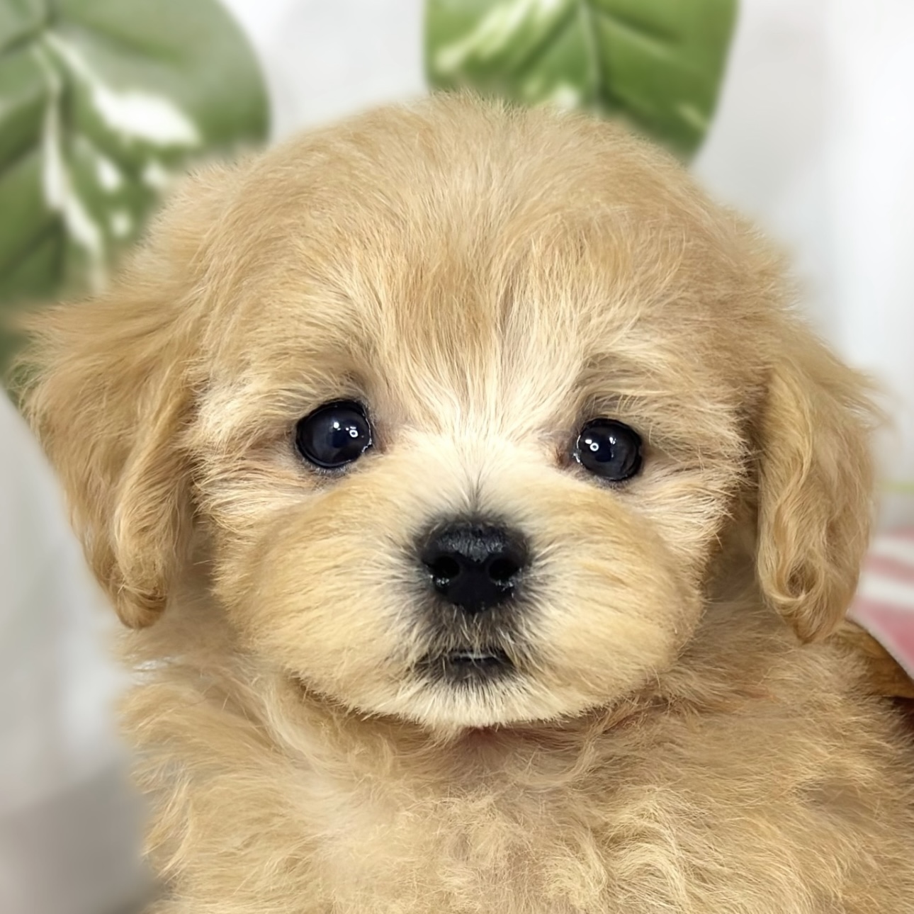ハーフ犬男の子の写真