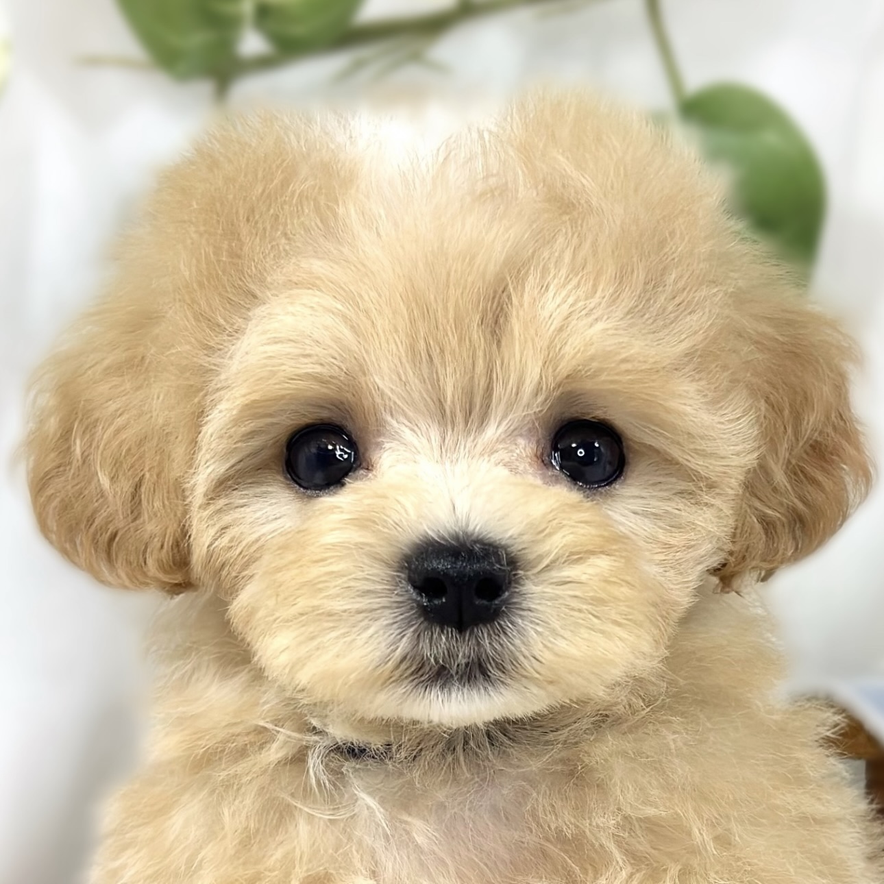 ハーフ犬女の子の写真