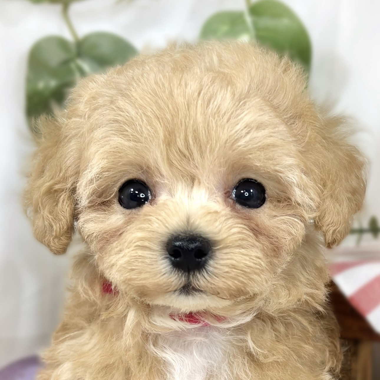 ハーフ犬女の子の写真