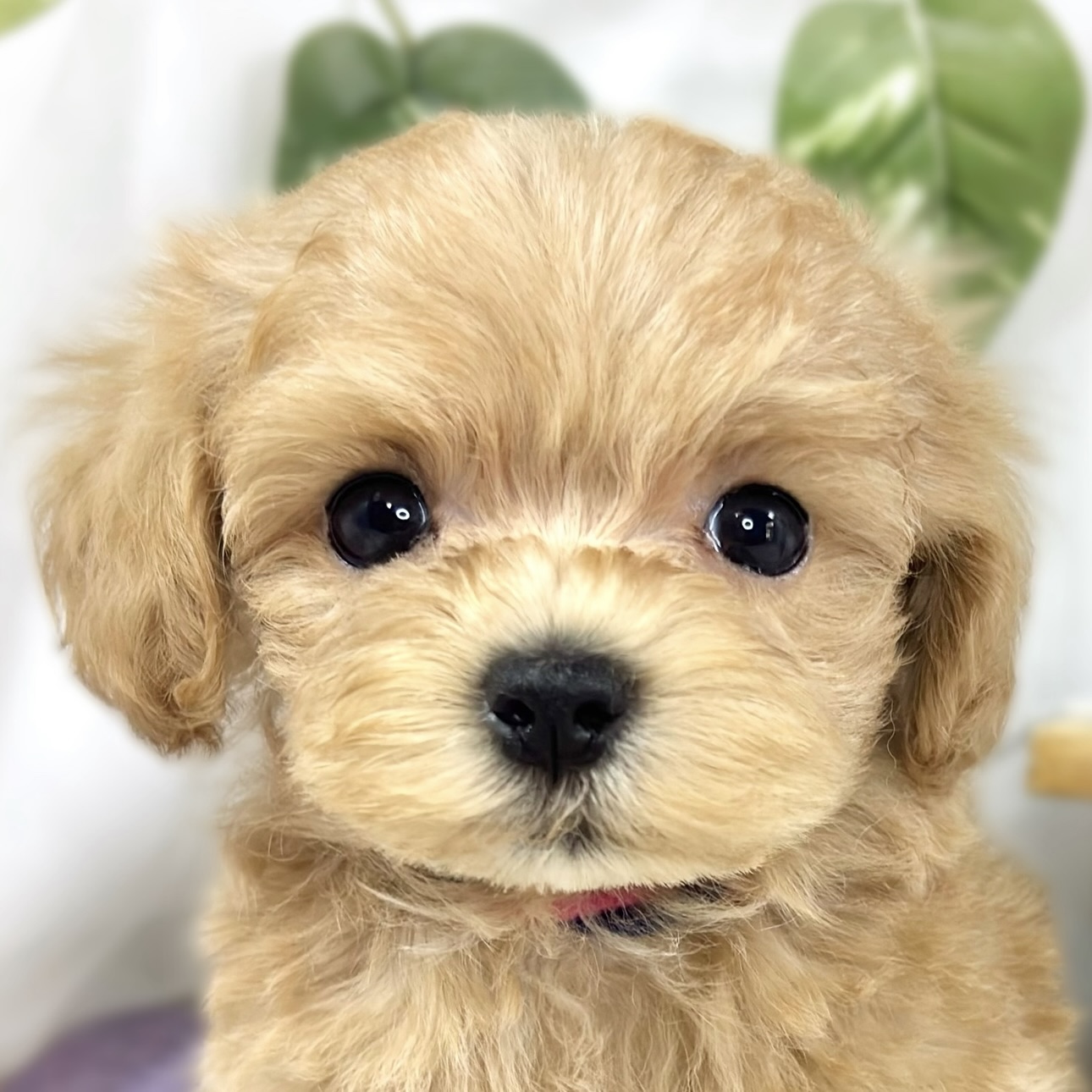 ハーフ犬男の子の写真