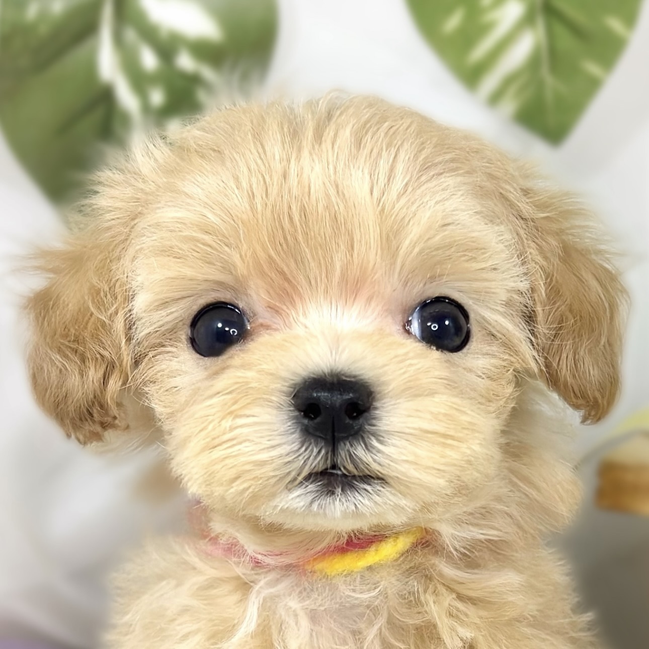 ハーフ犬女の子の写真