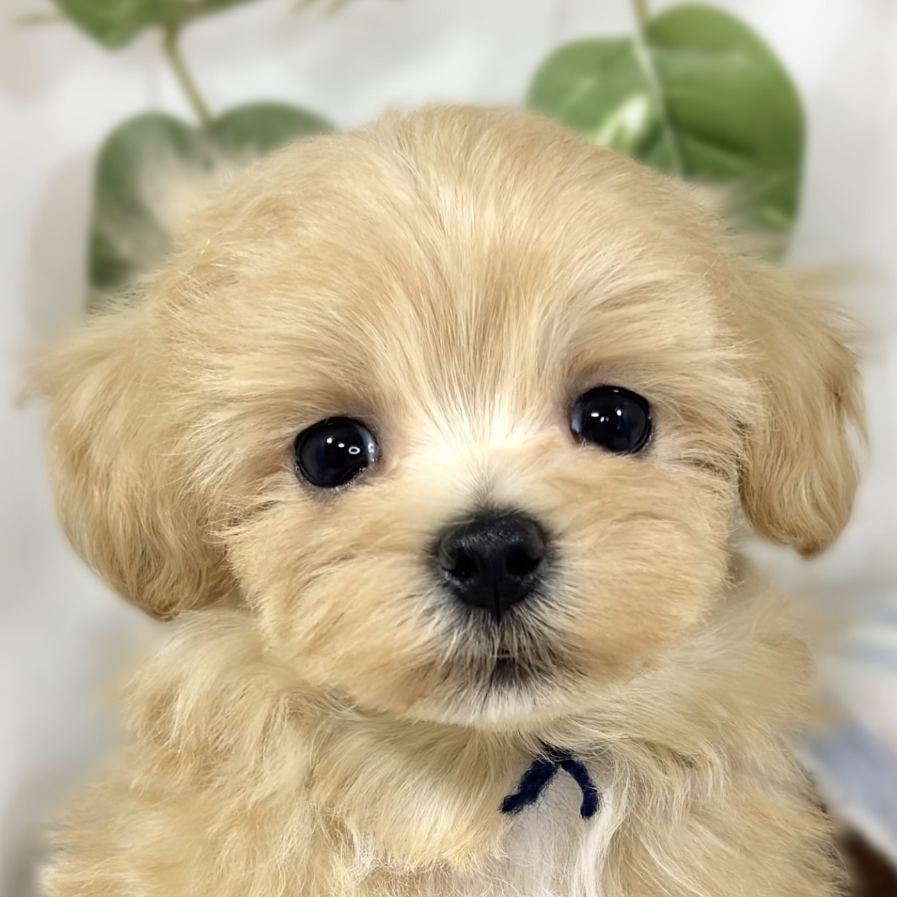 ハーフ犬男の子の写真