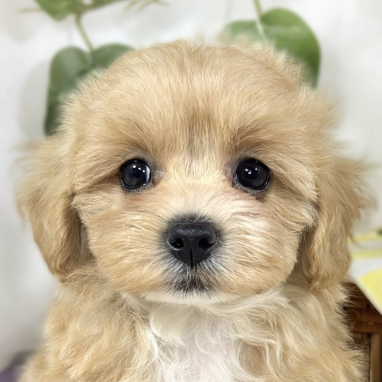 ハーフ犬女の子の写真
