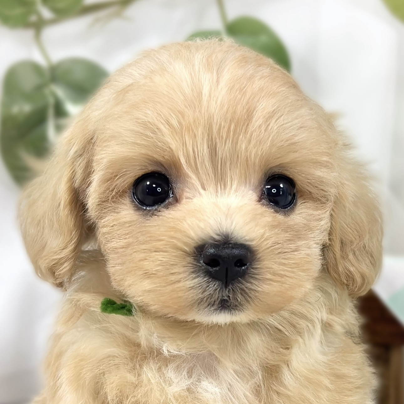 ハーフ犬女の子の写真