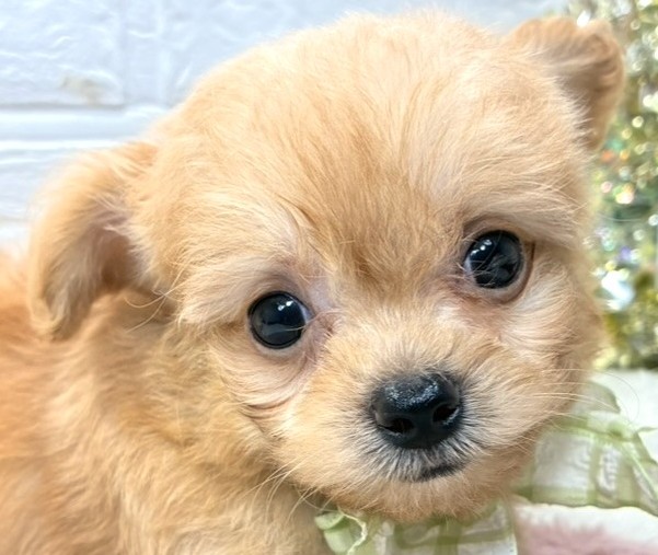 ハーフ犬女の子の写真