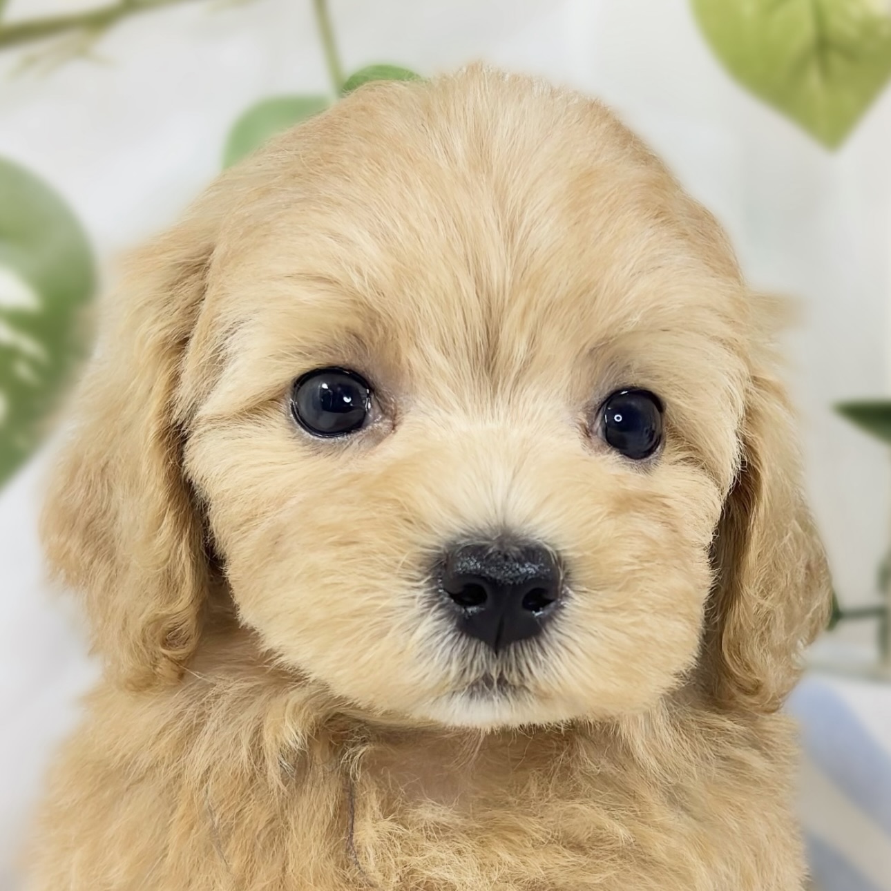 ハーフ犬女の子の写真