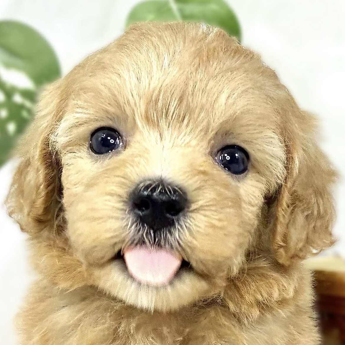 ハーフ犬女の子の写真