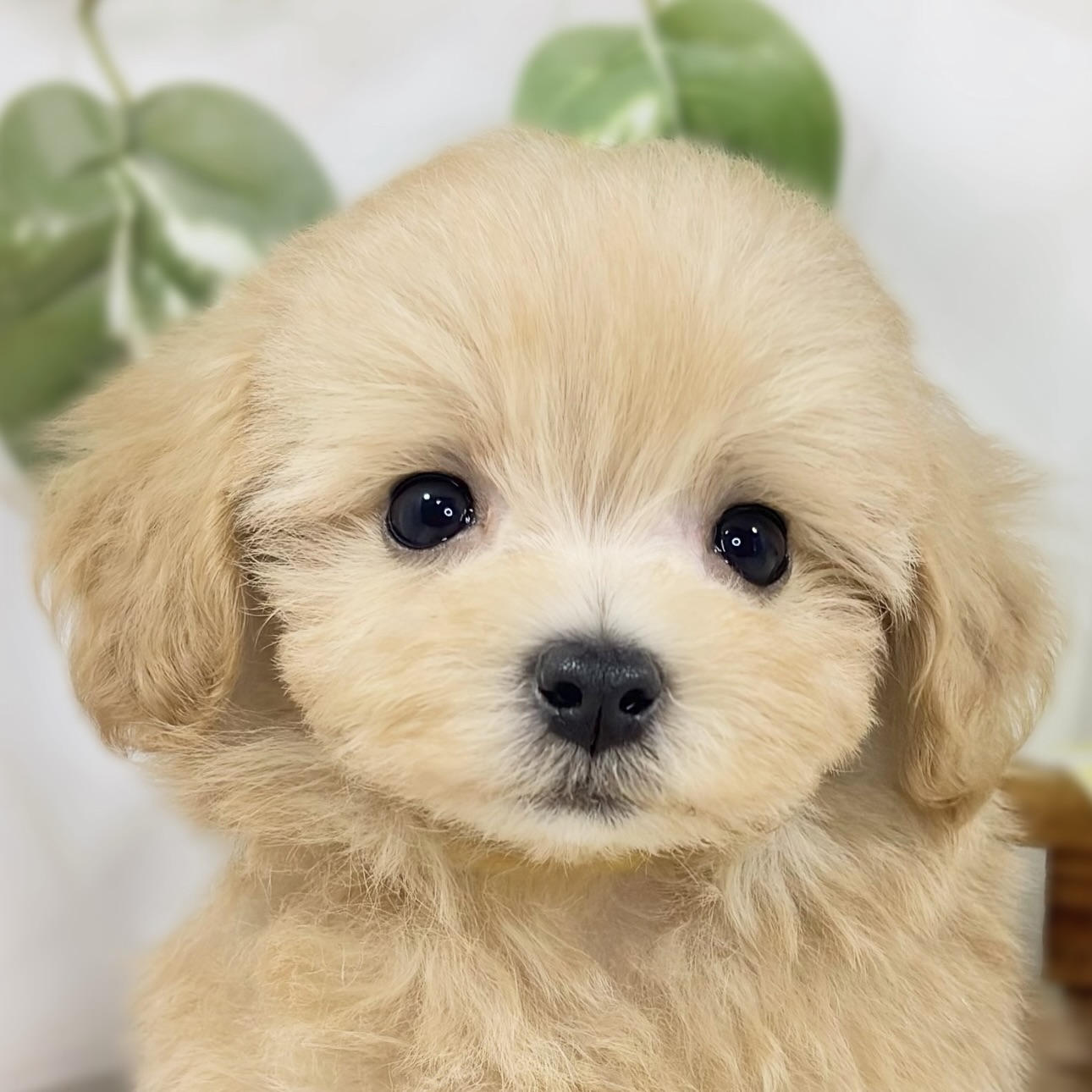 ハーフ犬男の子の写真