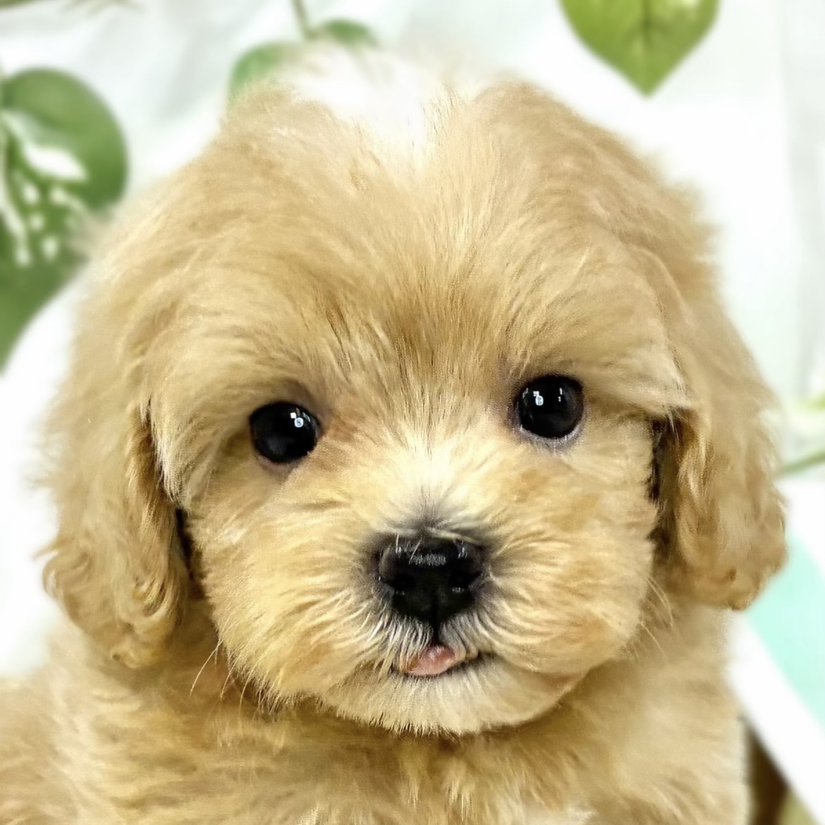 ハーフ犬男の子の写真