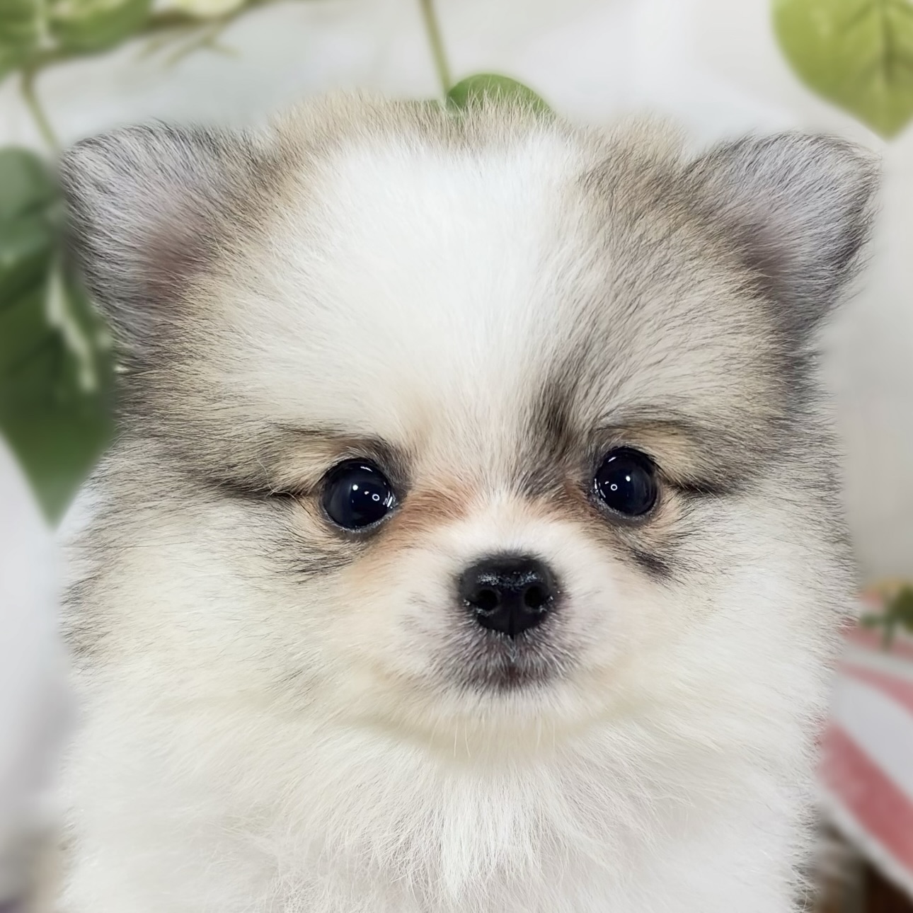 ハーフ犬女の子の写真