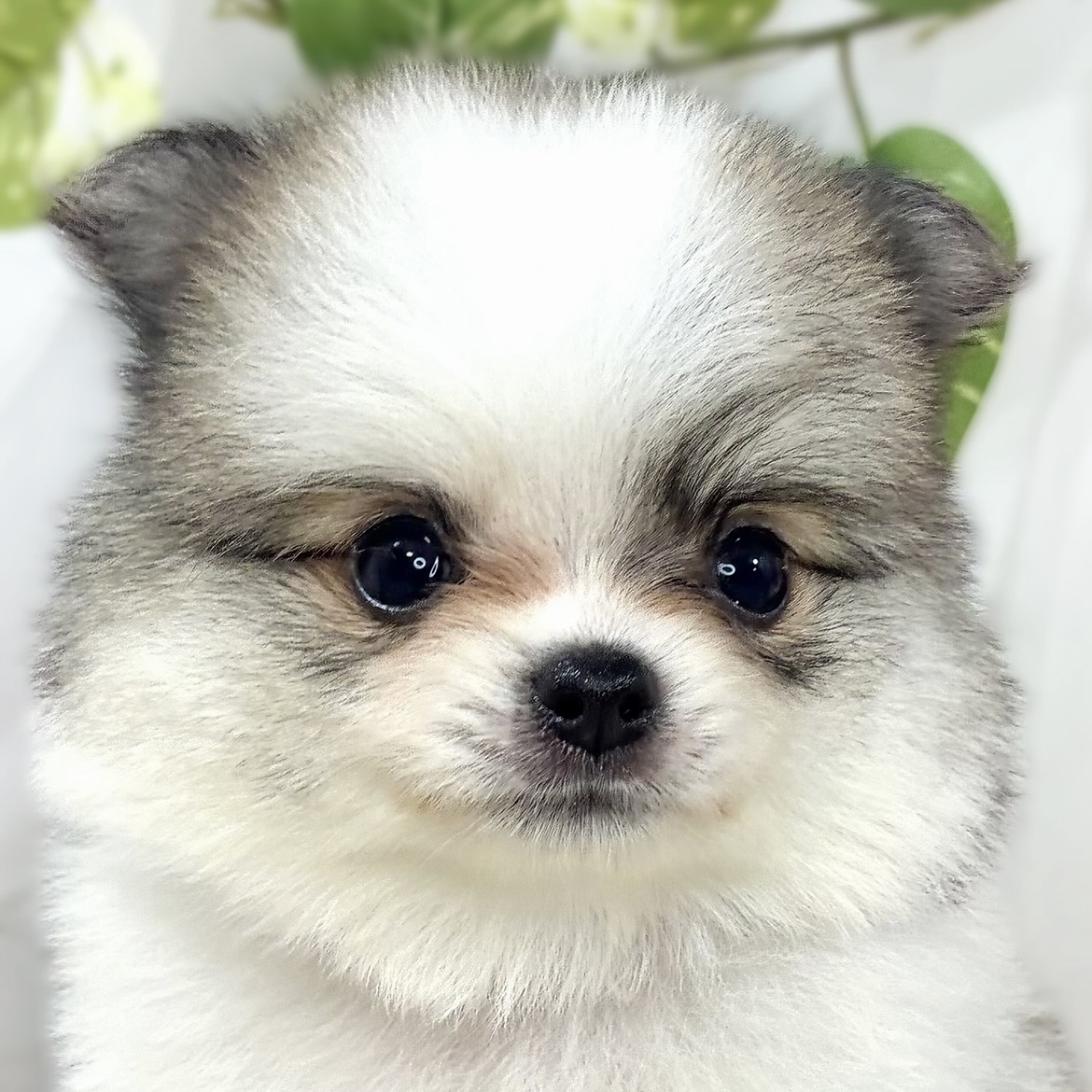 ハーフ犬女の子の写真