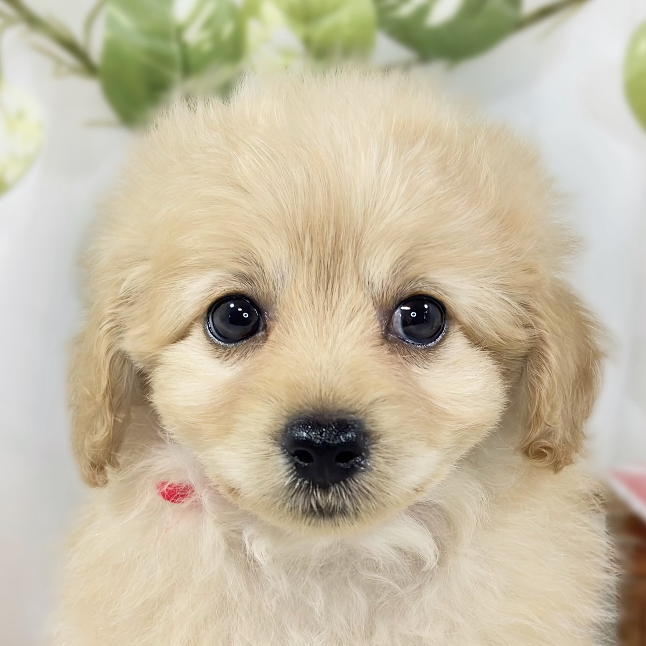 ハーフ犬男の子の写真