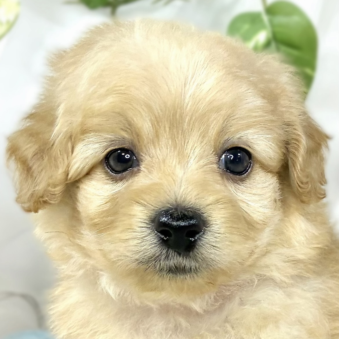 ハーフ犬男の子の写真