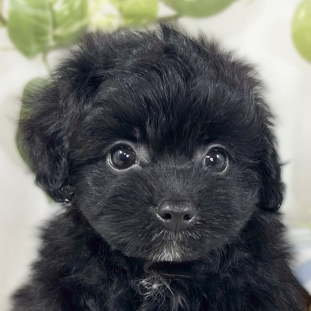 ハーフ犬男の子の写真