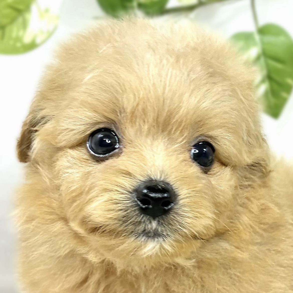ハーフ犬男の子の写真