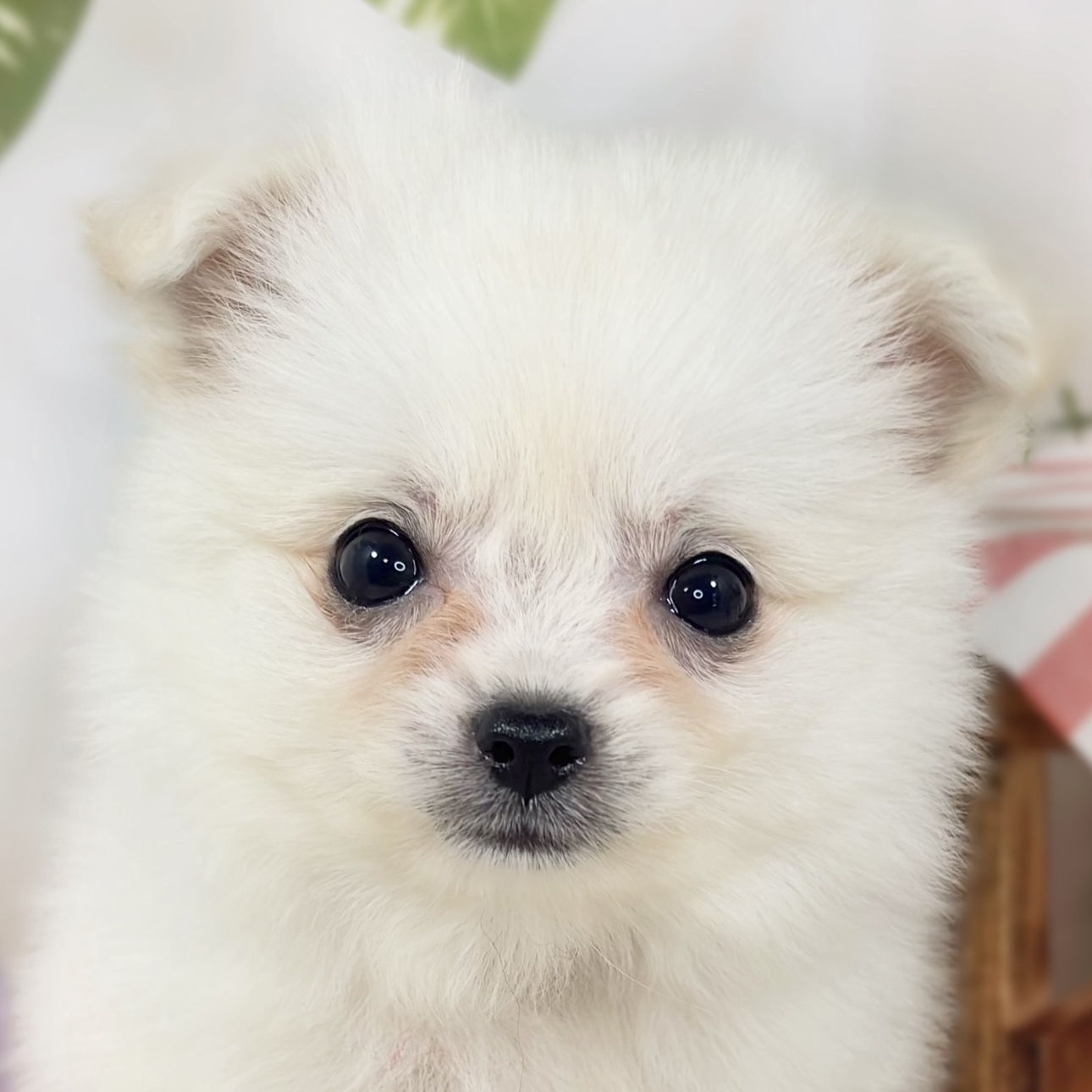 ハーフ犬女の子の写真