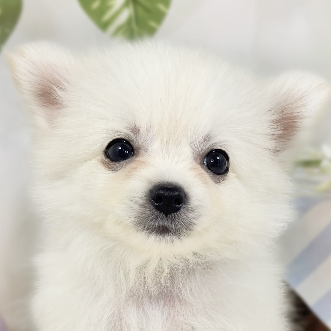 ハーフ犬男の子の写真