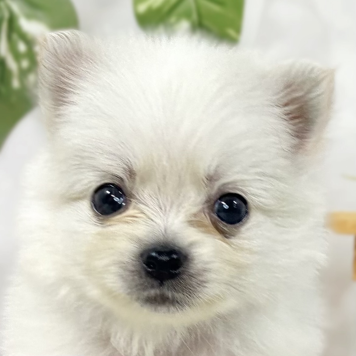 ハーフ犬男の子の写真