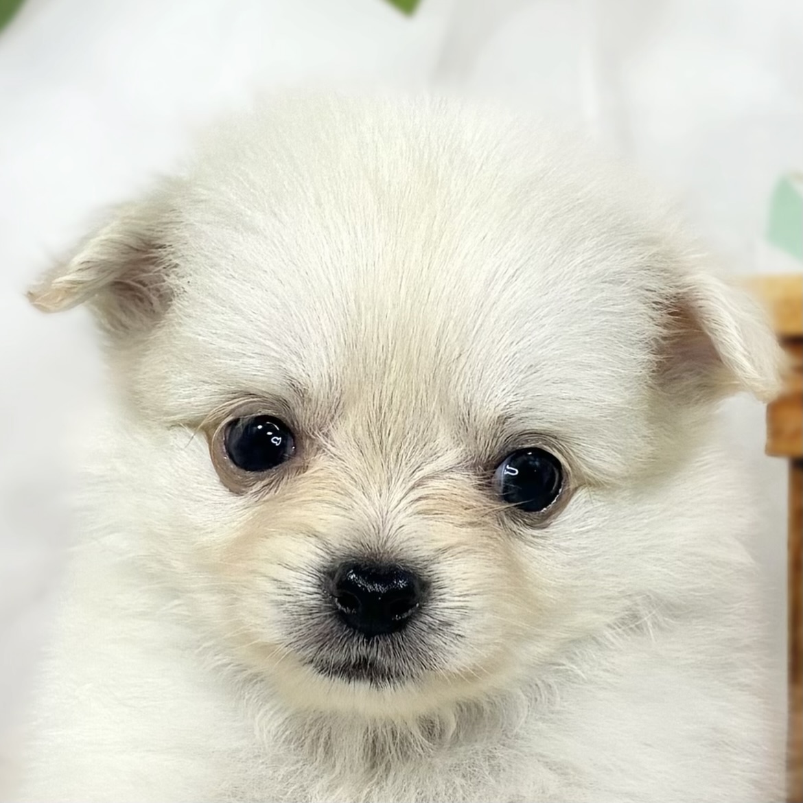 ハーフ犬男の子の写真