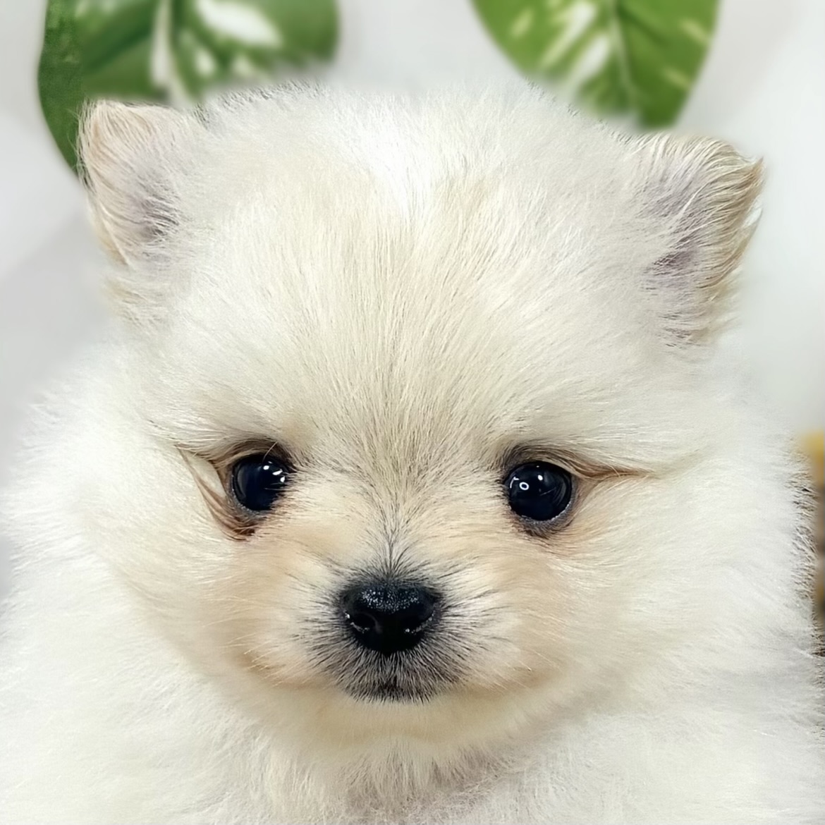 ハーフ犬男の子の写真