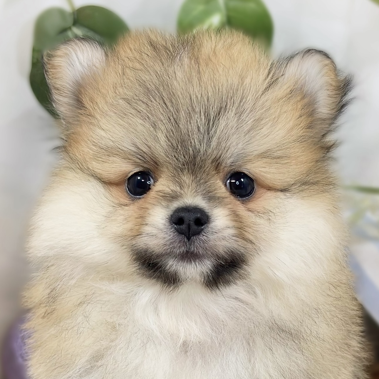 ハーフ犬男の子の写真