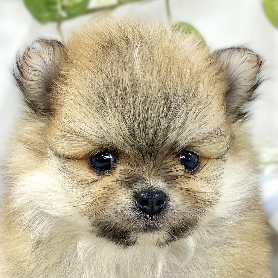 ハーフ犬男の子の写真
