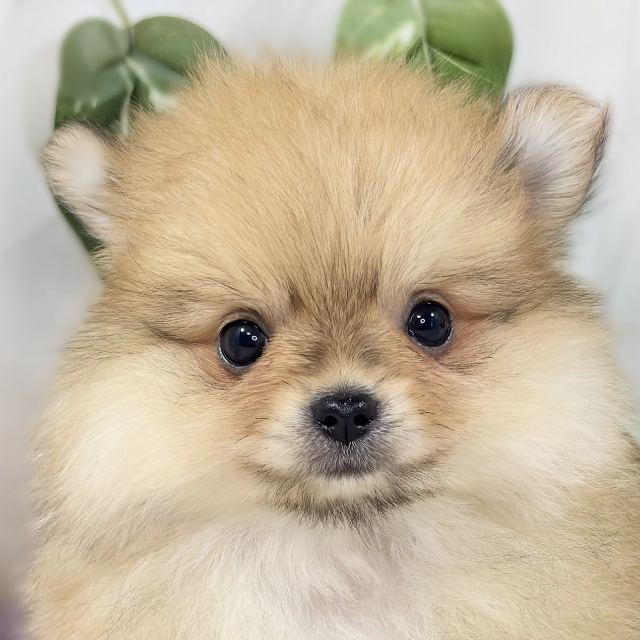 ハーフ犬女の子の写真