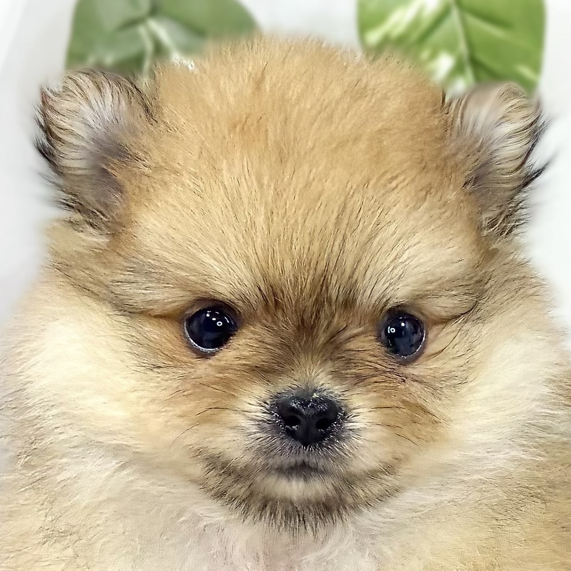 ハーフ犬女の子の写真