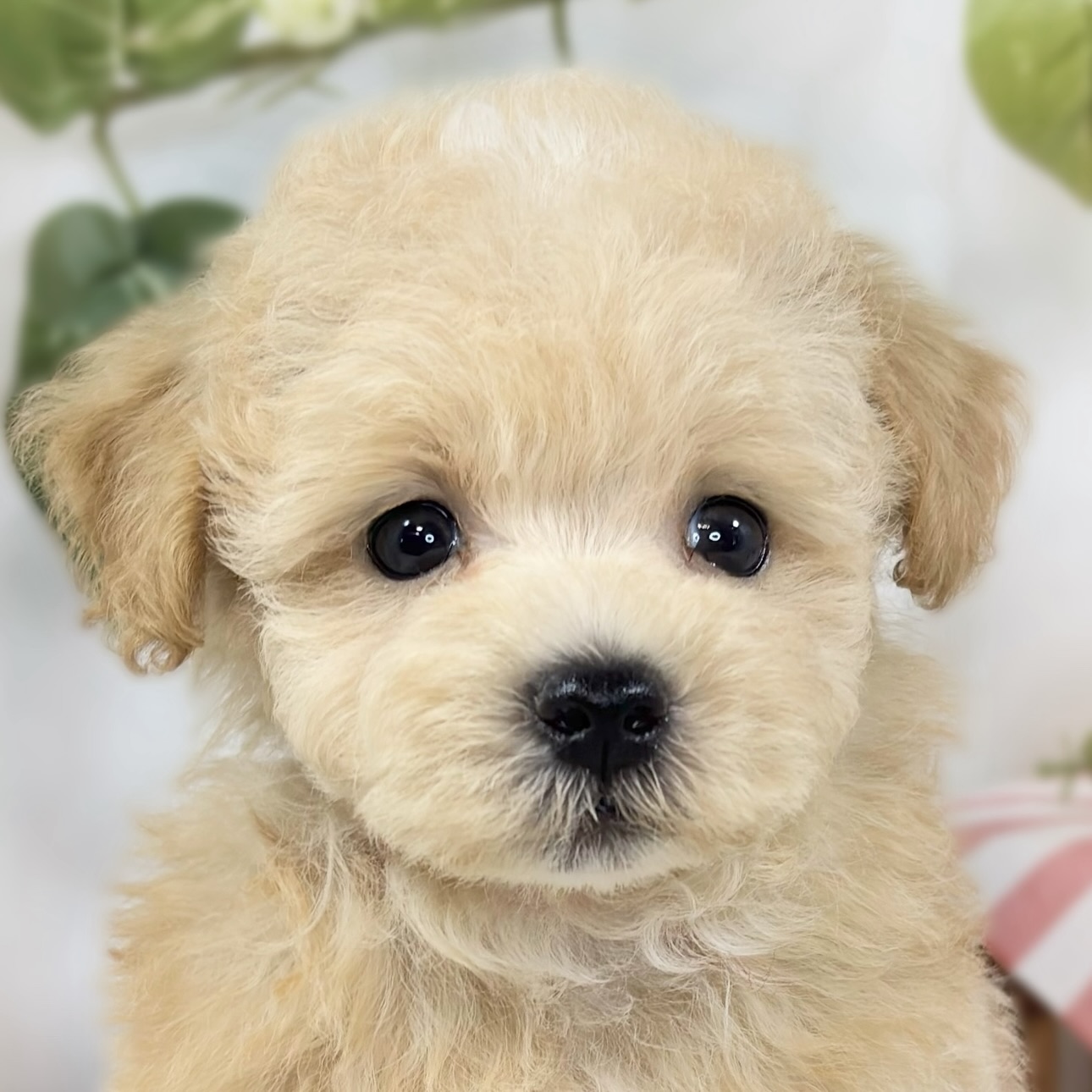 ハーフ犬女の子の写真