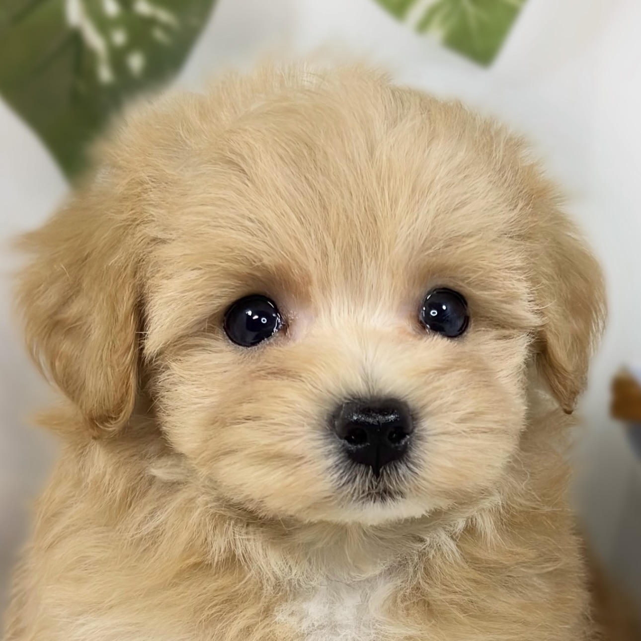 ハーフ犬男の子の写真
