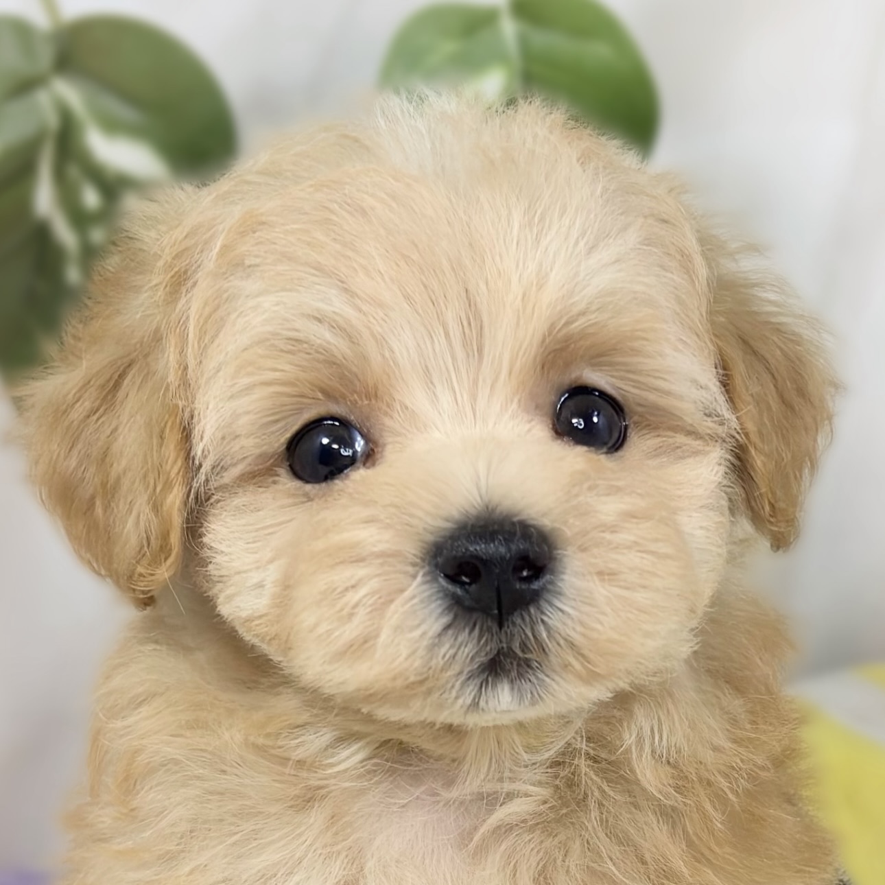 ハーフ犬女の子の写真