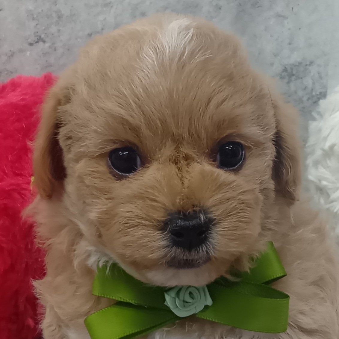 ハーフ犬女の子の写真
