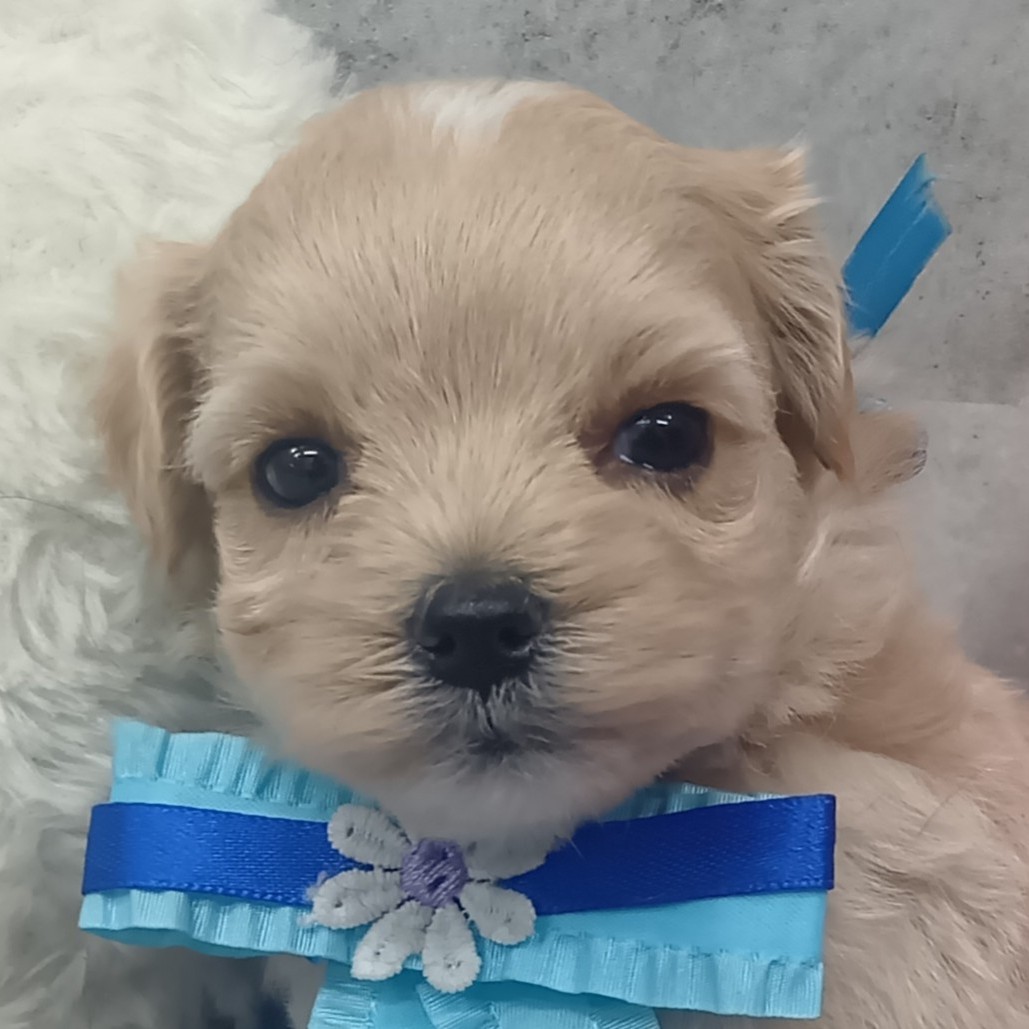 ハーフ犬女の子の写真