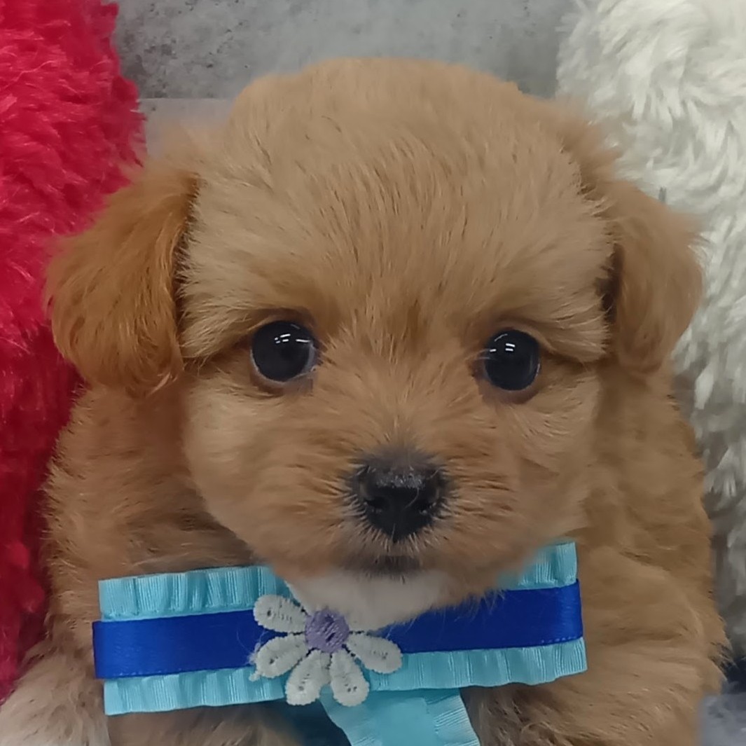 ハーフ犬女の子の写真