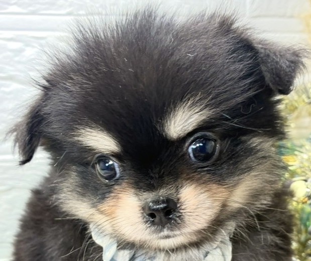 ハーフ犬男の子の写真