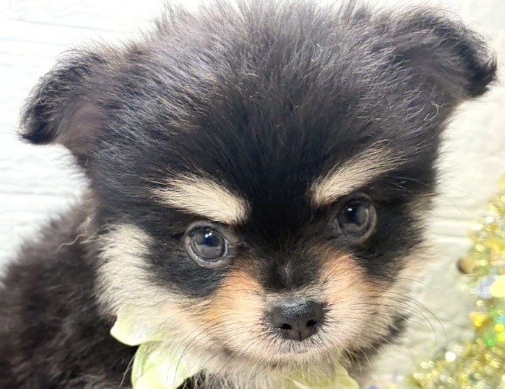ハーフ犬男の子の写真