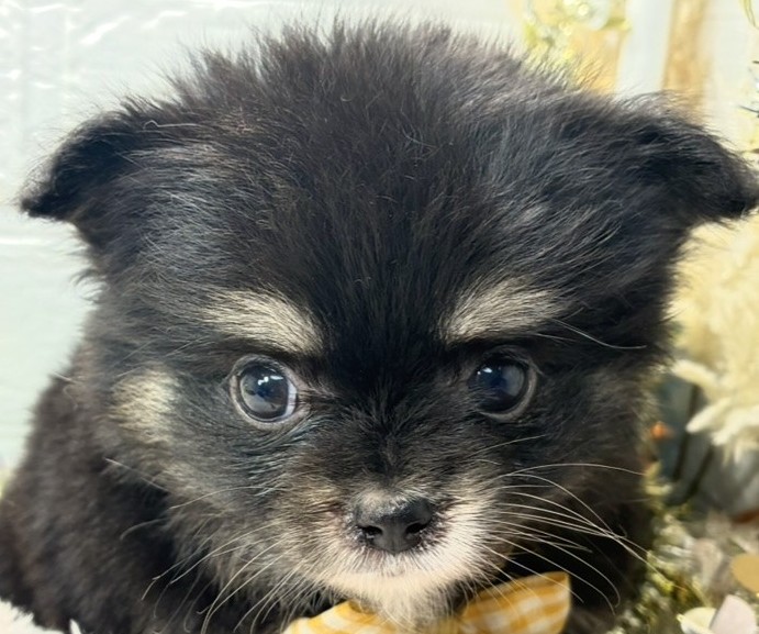 ハーフ犬女の子の写真