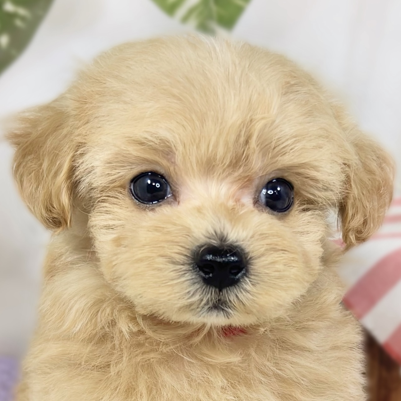 ハーフ犬男の子の写真