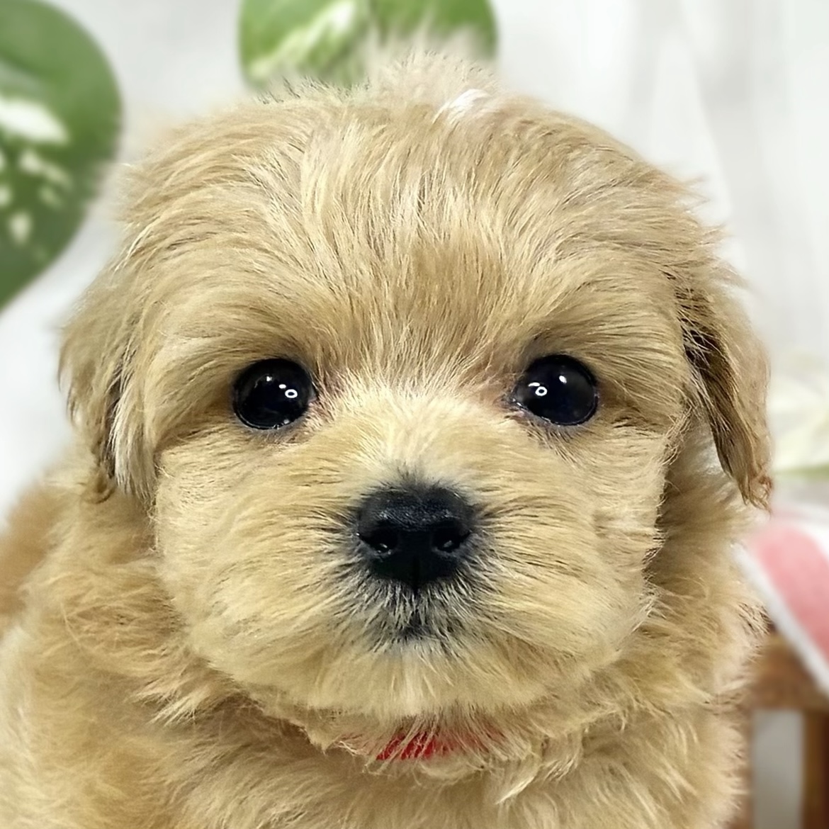 ハーフ犬男の子の写真