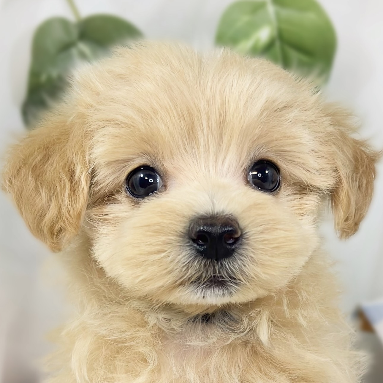 ハーフ犬女の子の写真
