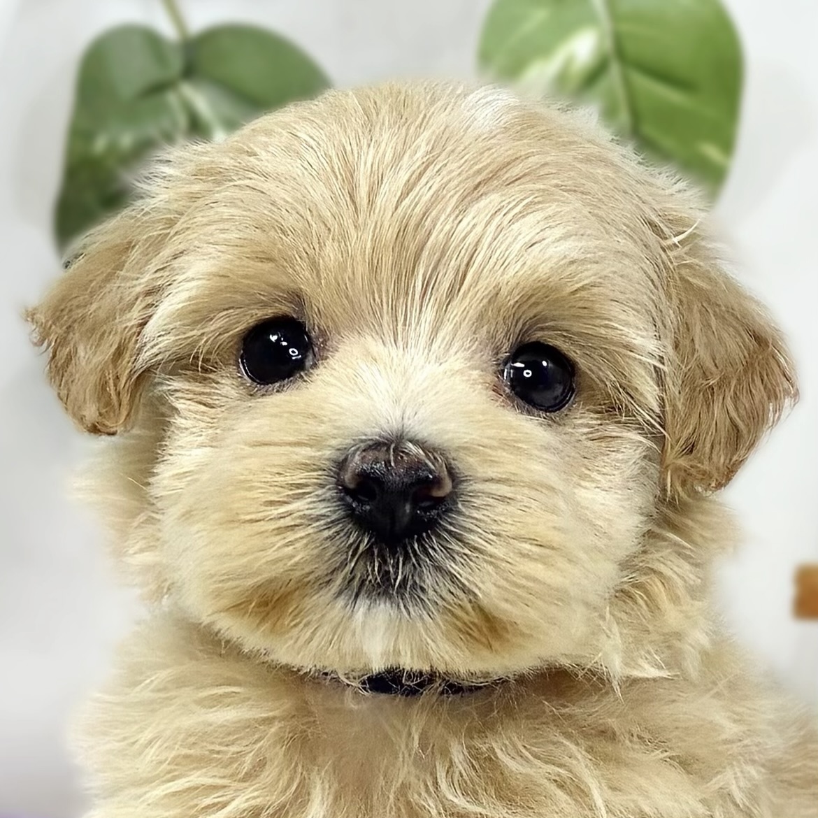 ハーフ犬女の子の写真