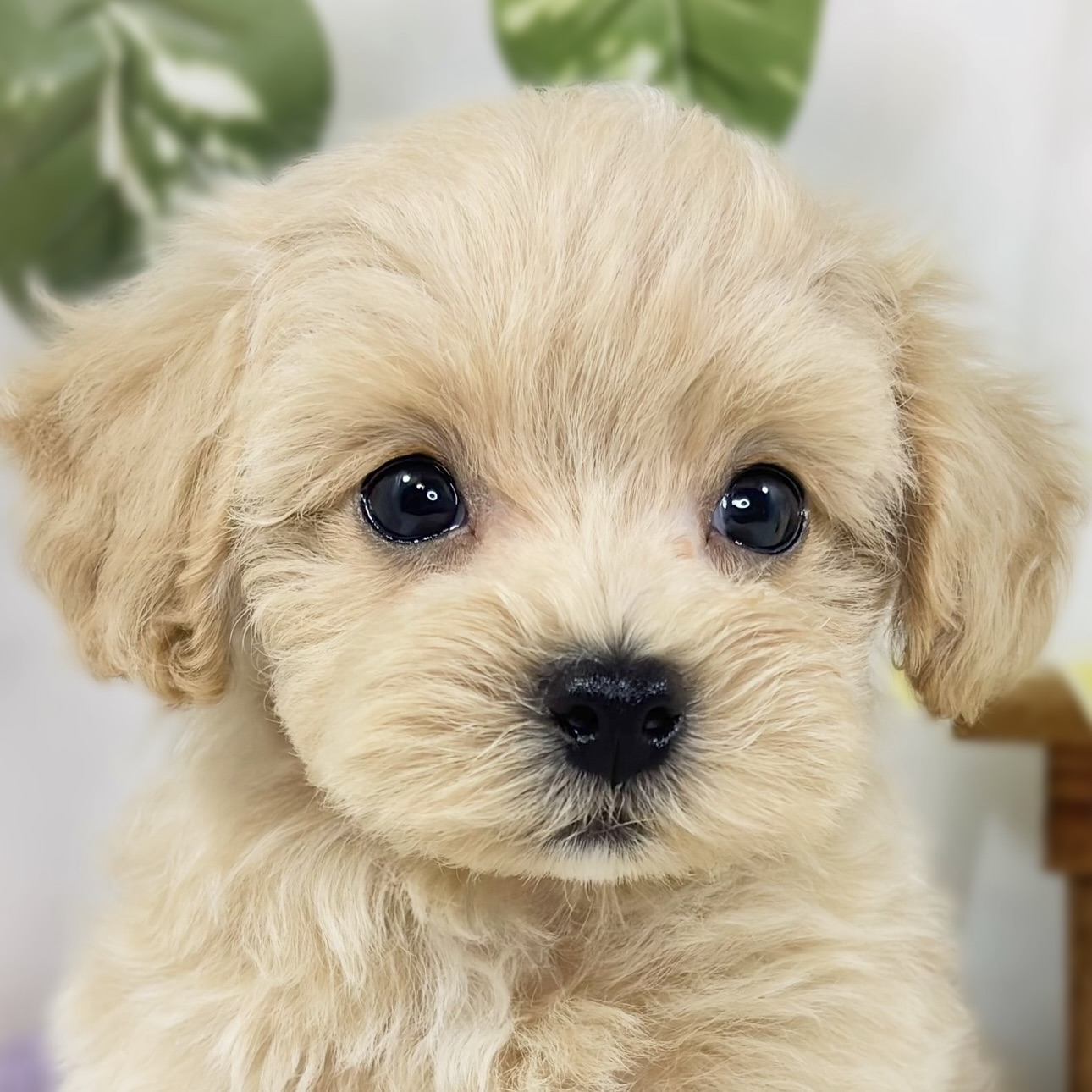 ハーフ犬男の子の写真