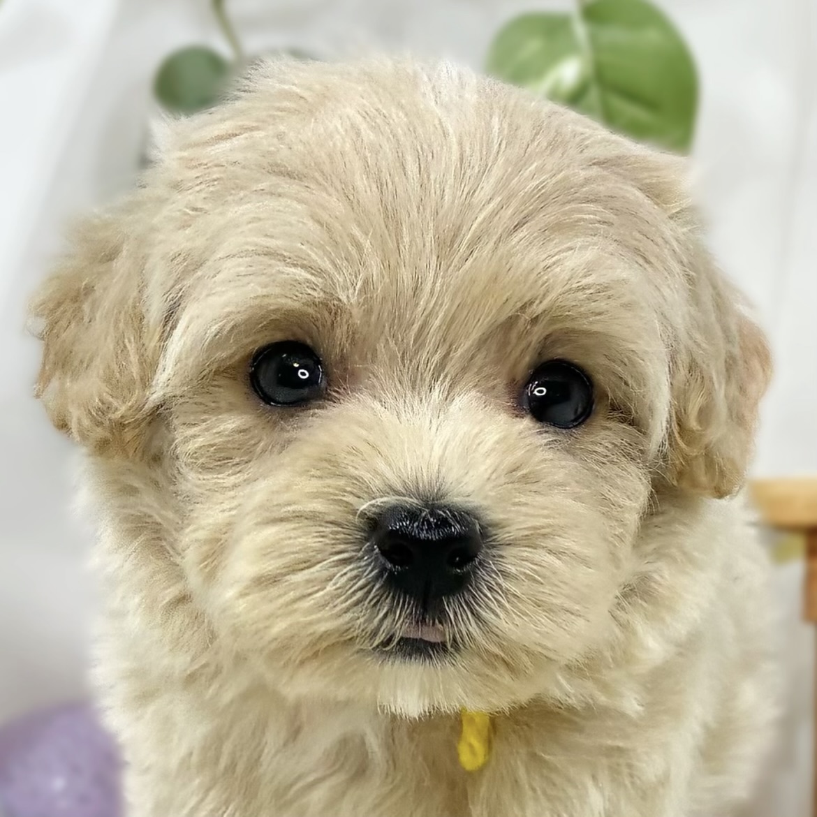 ハーフ犬男の子の写真