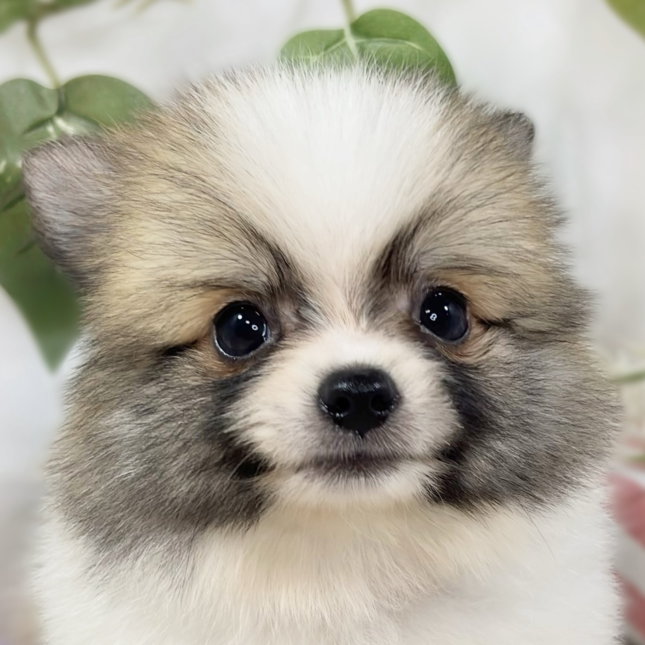 ハーフ犬男の子の写真