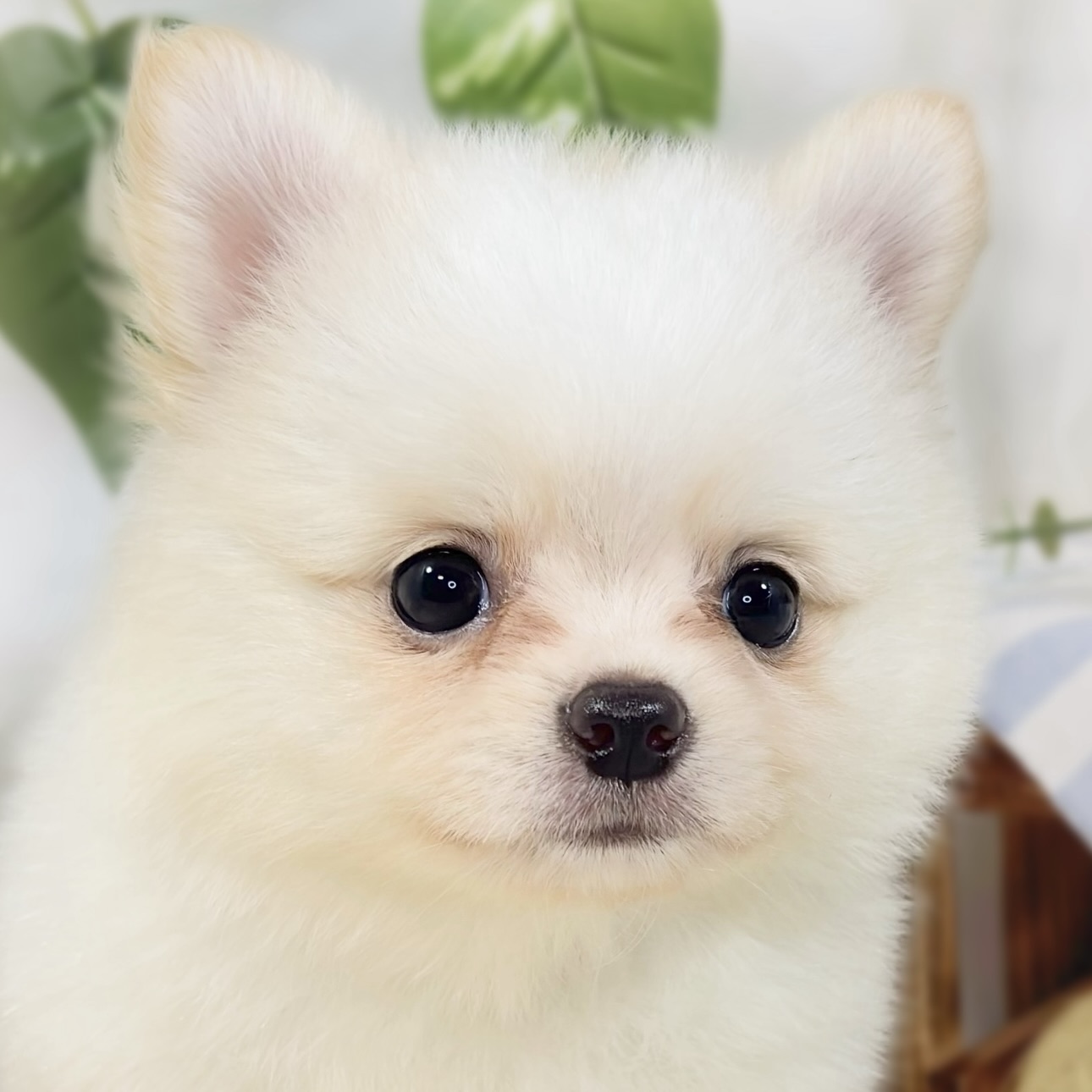 ハーフ犬女の子の写真