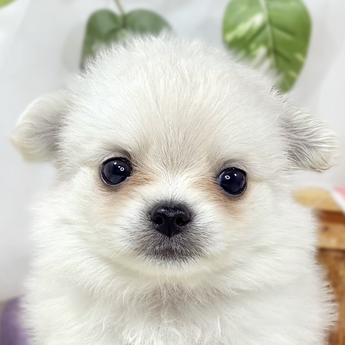 ハーフ犬女の子の写真