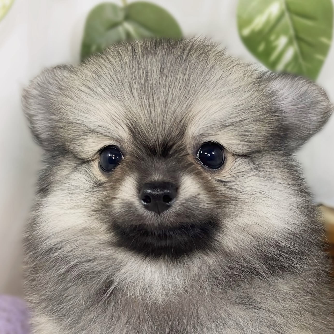 ハーフ犬男の子の写真