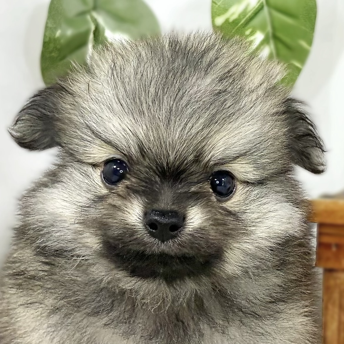 ハーフ犬男の子の写真