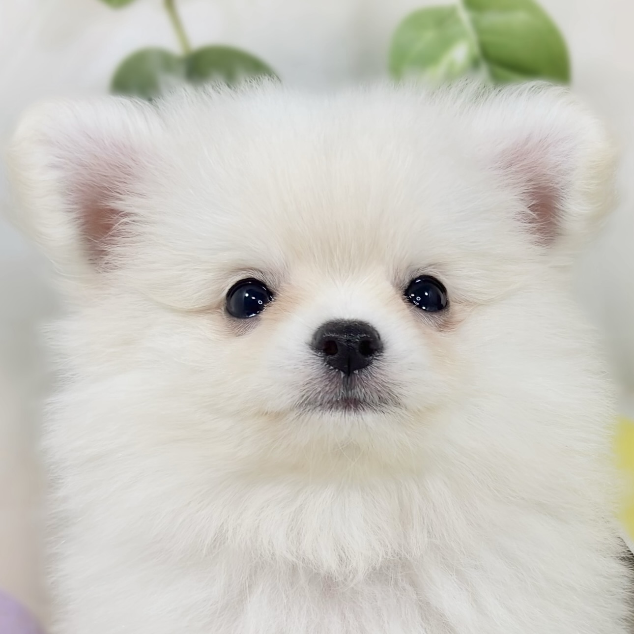 ハーフ犬女の子の写真