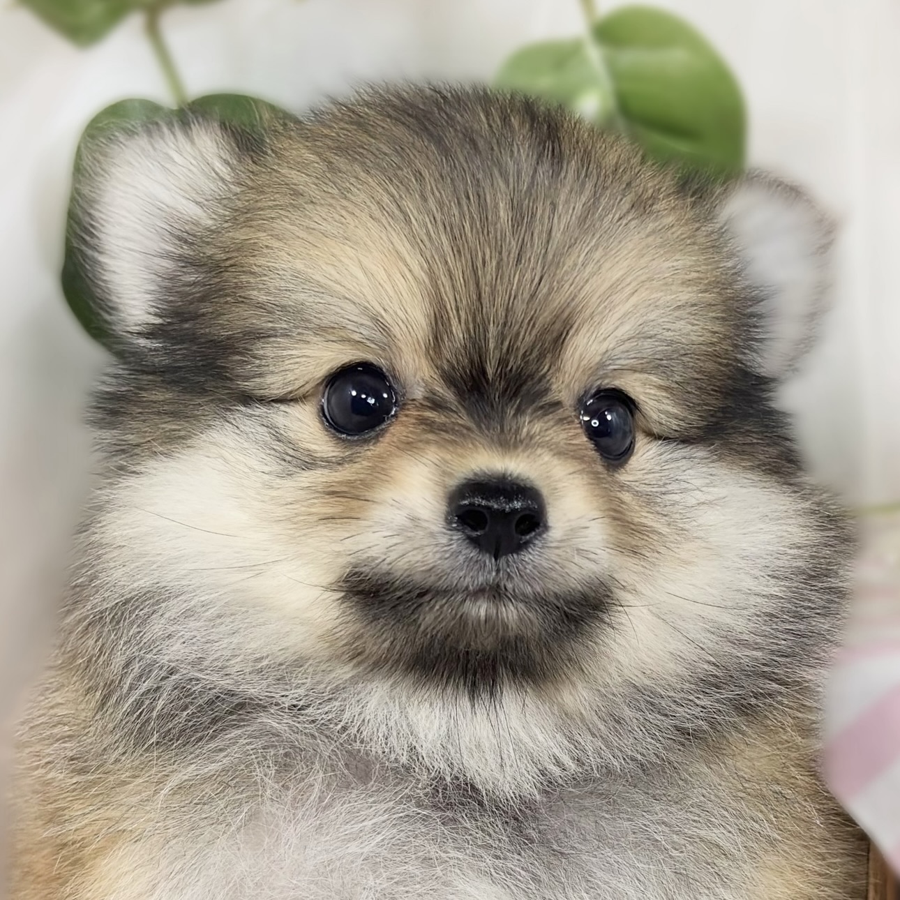 ハーフ犬男の子の写真